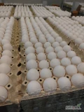 Witam sprzedam jaj klasy L białe ilości paletowe.