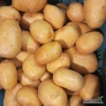 Sprzedam ziemniaki myte bez pogryzień i chorób odmiany soraya.Opakowanie do uzdodnienia , ilości paletowe.