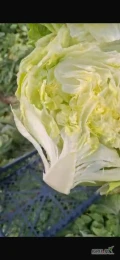 Do sprzedania sałata lodowa - pochodzenie Azerbejdżan.