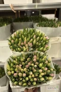 Sprzedam tulipana cietego na świeżo ilość box paleta 
