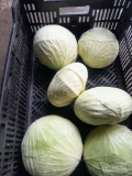 Sprzedam kapustę białą płaska gołąbkową kaliber od 1kg do3kg