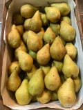 Sprzedam1.5 tony gruszki kseni   gruszka w chłodni duży sort
