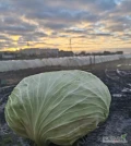 Sprzedam kapuste płaską kaliber 1-3 owijana lub nie cena 1zl/kg