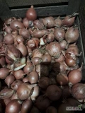 Sprzedam drobną cebulę na szczypior. Kaliber 3-5 cm. 