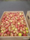 Sprzedam z komory ULO jonagoreda 60 skrzyn. Jablko bez korka i innych chorób. Za wagę w skrzyni.