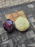 Sprzedam kapustę białą na przemysł ambrozja i novoton oraz czerwoną +2 kg.
