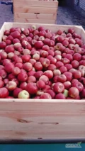 Sprzedam 80 skrzyń Princa i 52 skrzynie szampiona jabłko zerwane w chłodni. 