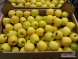 Sprzedam jabłko Golden drobne rozmiary 60-70 ilości cało samochodowe.