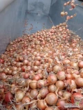 Yellow onion ON A BAG AND FOR PEELING, 60-70%6+ Truck quantities, import, delivery to the customer throughout .