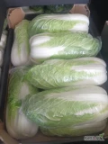 Kapusta pekińska, czysta, bez robaka. Ilości paletowe. Opakowanie oraz cena do uzgodnienia. 