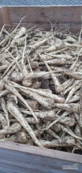 Sprzedam Pasternak z chłodni. Biały po umyciu. Kaliber 3-6. Większe ilości