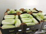 Kupimy 2-3 palety kapusty pekińskiej (650 kg na palecie). Załadunek w sobotę rano (13/09).