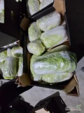 Sprzedam kapuste pekińską kaliber 900-2000 g 