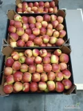 Sprzedam ilości tirowe jabłka SZAMPION 7+ miw karton lub za wagę 
