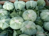 Kapusta płaska green lunar kaliber1,5-3kg bardzo ładny towar 