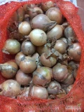 Sprzedam ilości tirowe cebuli żółtej w workach 5 kg kaliber 4-7 Zapraszam