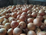 Kupię drobną cebulę kal.4-6 