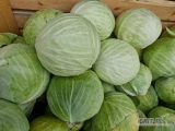 Sprzedam kapustę białą w kalibrze 1-4 czysta bez wciorniastka odmiana Longma twarda.
