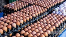 Sprzedaż Jajek – Tamanie L, M, XL (Białe i Kremowe)