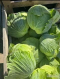 Sprzedam Kapustę płaską w dużych ilościach, towar w jakości marketowej 