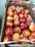 Dzień dobry sprzedam jabłko deserowe odmiany Jonagored Prince Ligol i gruszka Konferencja , tylko ilości busowe.