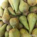 Sprzedam  gruszkę konferencje krajowa zoelona twarda ilości tirowe