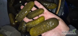 Sprzedam ogórka kiszonego, mieszanka do 12cm, twardy. Ilość ok. 15 ton