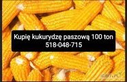 Kupię kukurydzę paszową może być gorszej jakości. Gotówka. Tel. 518-048-715