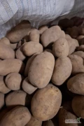 Sprzedam ziemniaki jadalne odmiany Arrow 55+ oraz Queen Anna 55+ 