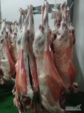 Tusze jagniece i baranie oraz z kozy, mrożone lub chłodzone, surowiec posiada certyfikat IFS i Halal. Dostępne ilości paletowe lub...