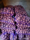 Sprzedam ziemniaki Ignacy Belarosa