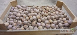 Sprzedam ziemniaki świeża Riviera podkiełkowana zaprawione Moncutem około 750kg. 
