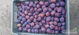 Sprzedam śliwkę Prezydent, 200 kilogramów, cenz a kilogram 3 zł 