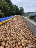 Cebula ŻÓŁTA na pakowanie i obieranie. Siewka, twarde odmiany, 60-70% 60mm+.Ilości tirowe, import, dostawa do klienta. Co tydzień nowe...