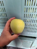 Sprzedam za wagę Golden Delicious 58 skrzyń z lekkimi uszkodzeniami mrozowymi. 