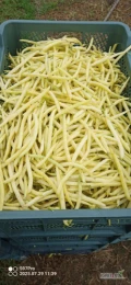 Sprzedam fasola szparagowa żółta pierwsze rwanie ok 300 kg jutro do południa 