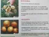 Nasiona cebuli ozimej odmiany: AUGUSTA , WINTERIA , SENSHYU YELLOW firmy SEMO oferuje GEPWEG dystrybutor nasion. Dostawa gratis. Płatnosć...