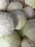 Sprzedam kapuste jesienna ładne duże główki, duże ilości,okolice Kozienic woj mazowieckie 790353493