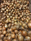 Sprzedam 22 t cebuli żółtej w workach 5 kg w kalibrze 4-7 Ładna sucha I zdrowa cebula. Zapraszam