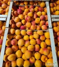 Wholesale Apricots 45+