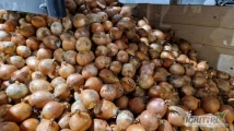 Cebula żółta zarówno kl. I do pakowania jak i kl. II do obierania.