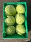 Sprzedam kapustę płaską, gołąbkową, odmiana callaway. Główki 1-2,5kg. Szykowana pod klienta. 