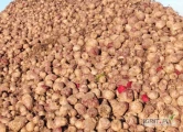 Sprzedam buraczki czerwone na przemysł odmiana Monty ok. 150 ton.Składowane na utwardzonym terenie bez ziemi. 