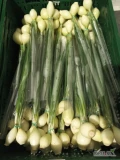 Sprzedam cebule ze szczypiorem,towar laleczka dostępny do końca czerwca ,mile widziana współpraca zapraszam do kontaktu.