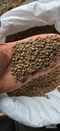 Sprzedam Soczewicę brązową. Pewna I sprawdzona. Ilosci calosamochodowe jak i mniejsze. Pakowana w worki 25kg lub big-bag. Więcej...