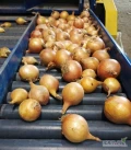 Cebula kaliber 6-8 z mocno przylegającą łuską ilości hurtowe