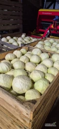 Sprzedam duze ilosci kapusty bialej z przeznaczeniem na przemysł odmiany professor , kolia. Rowniez czerwona kal. 1-3kg roxy. 
