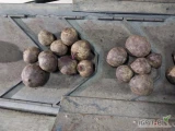 Sprzedam buraczek czerwony odmiany Zeppo kaliber 5-10 cm oraz na przemysł możliwość szczotkowania rodzaj opakowania I cena do...