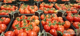 Sprzedam Pomidora czerwonego gałązke. Polska, karton 5kg, Transport. 15 palet w tygodniu. Pierwsze rwanie. Płatność na miejscu. Faktura...