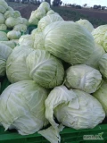 Sprzedam kapustę biała, duże główki 5-8kg 